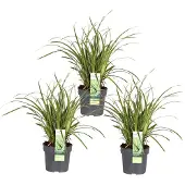 Everspring Japanische Segge 'Ice Dance' 3x - ↨30cm - Ø14