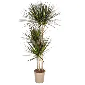 Exotenherz Dracaena Marginata Magenta 24cm Topf - Höhe 130-150cm
