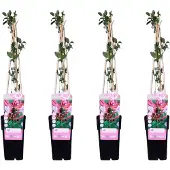 Everspring Wildes Geißblatt 'Serotina' 4x - 65cm - Ø15