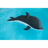 Westmann Schwimmhilfe "Pool Buddy Delfin", BxLxH: 40x102x36 cm