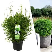 Everspring Formschnittbambus 'Boobux XL 1x - Ø 29 cm - 70 cm