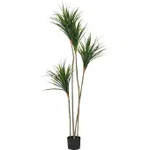 Beliani Dracaena Draco