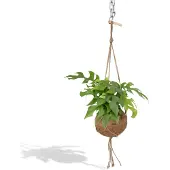 Everspring Fensterblatt Kokodama Minima - Ø15cm - 25cm