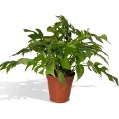 Everspring Fensterblatt Minima - Ø15cm - 25cm