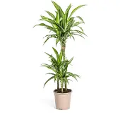 Exotenherz Drachenbaum - Drachenlilie - Dracaena deremensis White Stripe - 90-110cm hoch