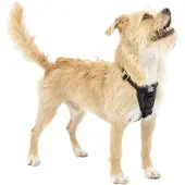 Petsafe Kurgo Tru-Fit Autosicherheitsgeschirr für Hunde, Größe XS, Schwarz