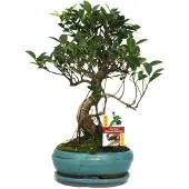 Exotenherz Chinesischer Feigenbaum (Bonsai) – Ficus retusa – ca. 8 Jahre alt