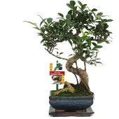 Exotenherz Bonsai Chinesischer Feigenbaum - Ficus retusa - ca. 6 Jahre