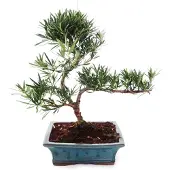 Exotenherz Podocarpus-Bonsai für den Außenbereich – Steinscheibe mit kleinen Blättern, 20 cm