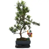 Exotenherz Bonsai-Steinschnitt – Podocarpus macrophyllus – ca. 6 Jahre alt