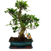 Exotenherz Bonsai Chinesischer Feigenbaum - Ficus retusa - ca. 12-15 Jahre
