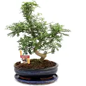 Exotenherz Bonsai Szechuan-Pfeffer - Zanthoxylum piperitum - ca. 12-15 Jahre