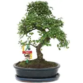 Exotenherz Bonsai Chinesische Ulme - Ulmus parviflora - ca. 10 Jahre