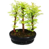 Exotenherz Bonsai für den Außenbereich – Metasequoia glyptostroboides – kleines Wäldchen mit 3 Pflanzen
