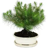 Exotenherz Bonsai - Pinus halepensis - Aleppo-Kiefer - ca. 9 Jahre alt