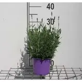GRDplanten Lavandula ang. 'Hidcote' - Lavendel - Container 1.5 liter