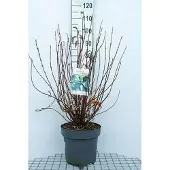 GRDplanten Viburnum far. 'December Dwarf' - Schneeball 60- 80 cm - Container