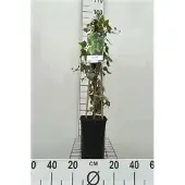 GRDplanten Hedera helix 'Glacier' - Efeu 'Glacier' 60-80 cm | Topf