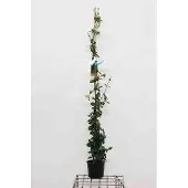 GRDplanten Trachelospermum jasminoides - Sternjasmin 125-150 cm | Topf