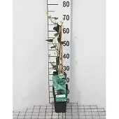 GRDplanten Hedera hibernica - Irische Efeu 50-60 cm | Topf