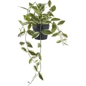 House Nordic Hoya