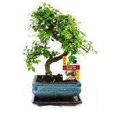 Exotenherz Chinesische Ulme als Bonsai – Ulmus parviflora – ca. 6 Jahre alt