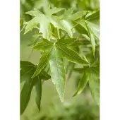 Pflanzen für Dich Liquidambar styraciflua, Amberbaum, 100–125 cm