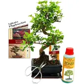 Exotenherz Geschenkset Bonsai "Ligustrum" - Chinesischer Liguster - ca. 6 Jahre alt - Anfänger-Set