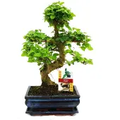 Exotenherz Bonsai Chinesischer Liguster - Ligustrum sinensis - ca. 8 Jahre
