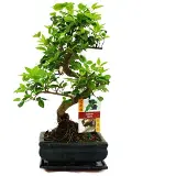 Exotenherz Chinesischer Liguster als Bonsai – Ligustrum sinensis – ca. 6 Jahre alt