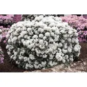 Pflanzen für Dich Rhododendron yakushimanum 'Schneekissen', weiß, 30–40 cm