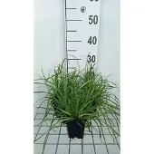 GRDplanten 6 x Carex flava – Segge - Topf 9x9 cm