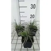 GRDplanten 6 x Carex conica 'Snowline' – Segge - Topf 9x9 cm