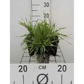 GRDplanten 6 x Briza media - Herz Zittergras - Topf 9x9 cm