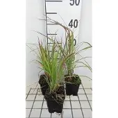 GRDplanten 6 x Andropogon gerardii - Gerards Blauhalm - Topf 9x9cm