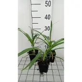 GRDplanten Agapanthus hybr. 'Twister' - Schmucklilie | 9x9 cm topf