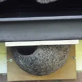 Cj Wildlife Kunstnistkasten Mehlschwalbe (linker Eingang) | Vogelhaus Holzbeton |