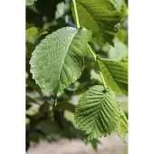 Pflanzen für Dich Morus alba, Weiße Maulbeere, 80–100 cm