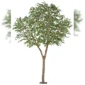 Creativ Green künstliche Pflanze Ficus Benjamina 310x200cm