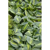 Pflanzen für Dich Funkie ab 35 cm, im Topf - Hosta Catherine