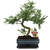 Exotenherz Szechuan-Bonsai-Pfeffer – Zanthoxylum piperitum – ca. 10 Jahre alt