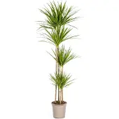 Oasis of Life Drachenbaum Dracaena Marginata Green Große Zimmerpflanze Ø27cm 170-190cm Deko