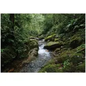 WALLARENA Fototapete Wald in Grün | Gr.: 400 x 280 cm