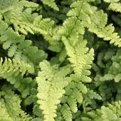 Arborix 6 x Goldschuppenfarn 'Pinderi' Dryopteris affinis Topf 9cm Winterhart