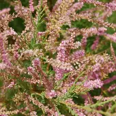 Arborix Frühlingstamariske Tamarix tetrandra 60 bis 80 cm im Container Frühjahrsblüher