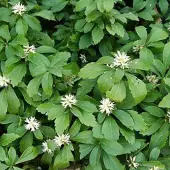 Arborix 6 x Dickmännchen 'Green Sheen' Pachysandra terminalis Topf 9cm Immergrün