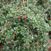 Arborix 6 x Teppichmispel 'Skogholm' Cotoneaster suecicus Topf 9cm Immergrün