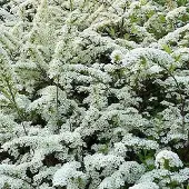 Arborix Brautspiere Spiraea arguta 40 bis 60 cm im Container Reichblühend