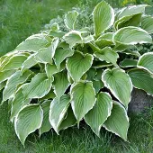 Arborix 6 x Funkie 'Francee' Hosta Topf 9cm Weiß Gerandetes Laub