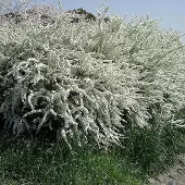 Arborix Frühlingsspiere Spiraea thunbergii 40 bis 60 cm im Container Frühblüher